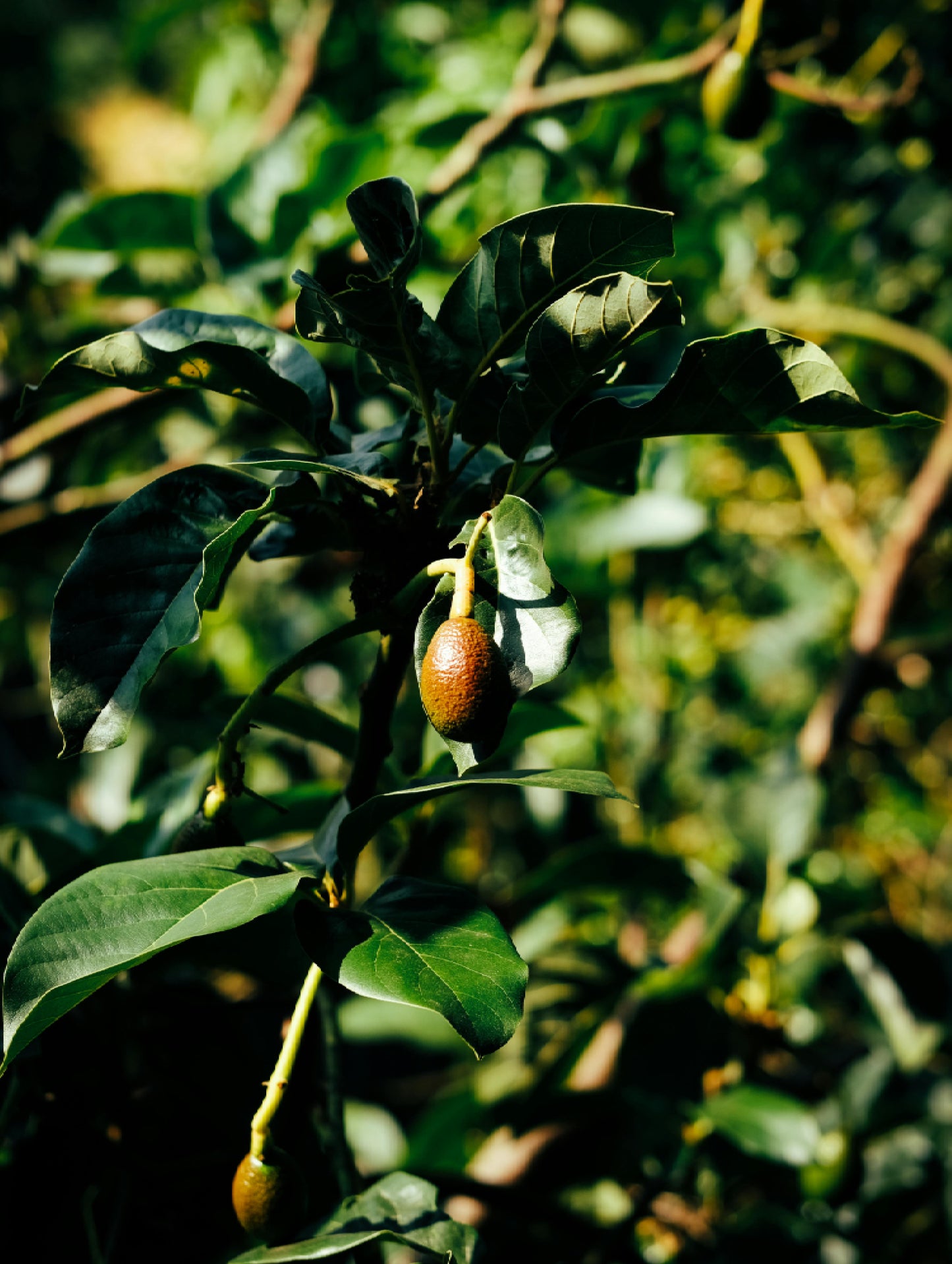 Nourishing Facial Oil